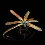 Bromeliad Bronze Sculpture - CLIO SASKIA